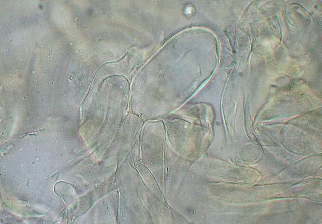 Amanita spec. Cod.: 4748-07